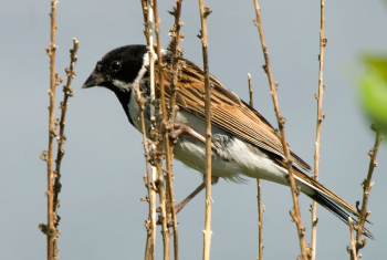 Reed bunting